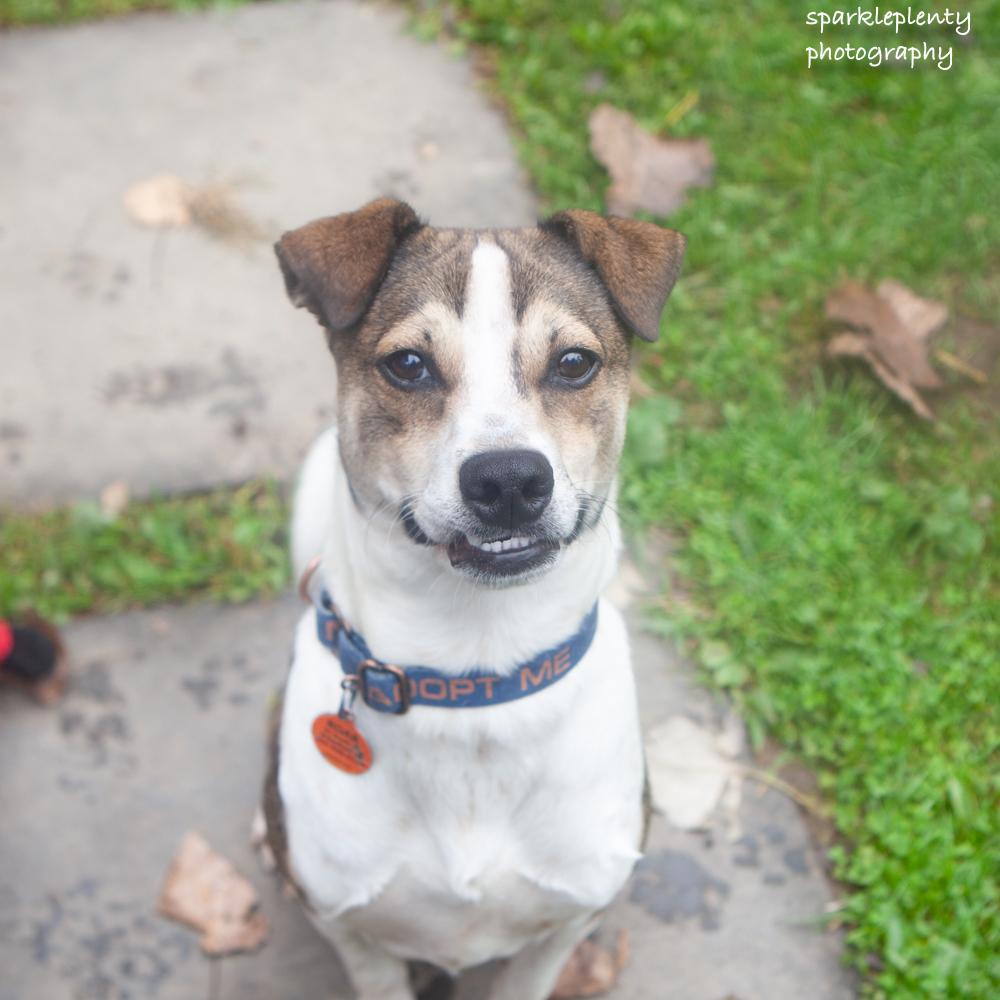 Enlarge Smiley, a Adoptable Mixed Breed in Ridgefield, CT image 3/6