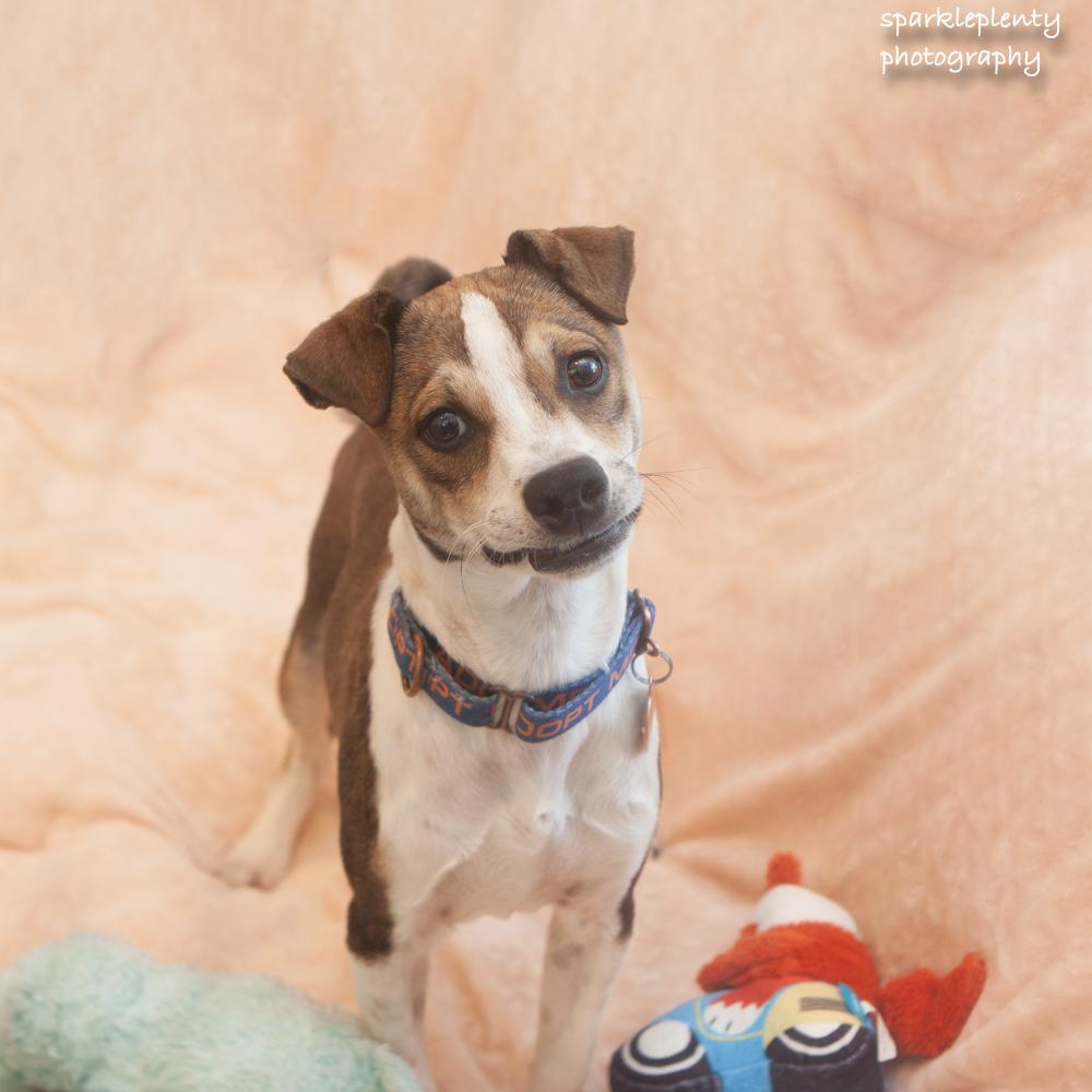 Smiley, an adoptable Mixed Breed in Ridgefield, CT image 4/4