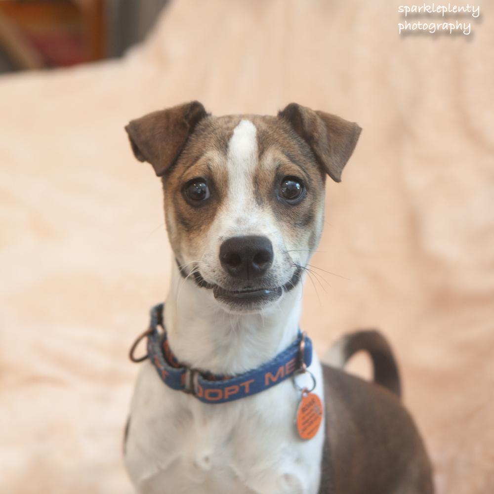 Smiley, an adoptable Mixed Breed in Ridgefield, CT image 3/4