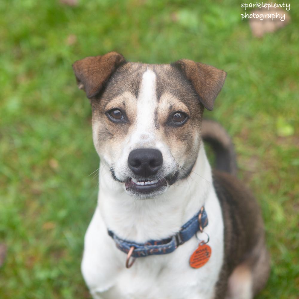 Enlarge Smiley, a Adoptable Mixed Breed in Ridgefield, CT image 2/6