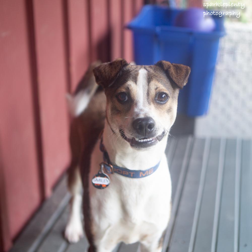 Smiley, Adoptable, Puppy Male Mixed Breed.