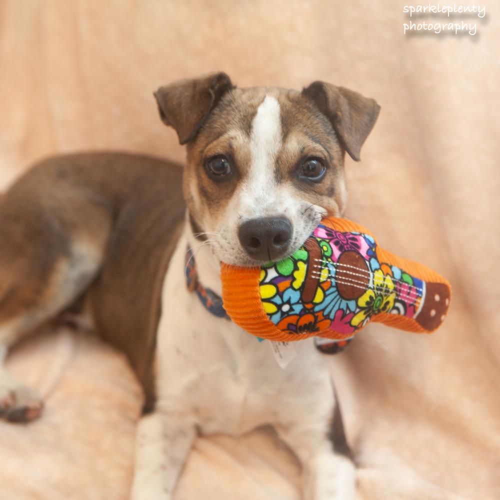 Smiley, an adoptable Mixed Breed in Ridgefield, CT image 2/4