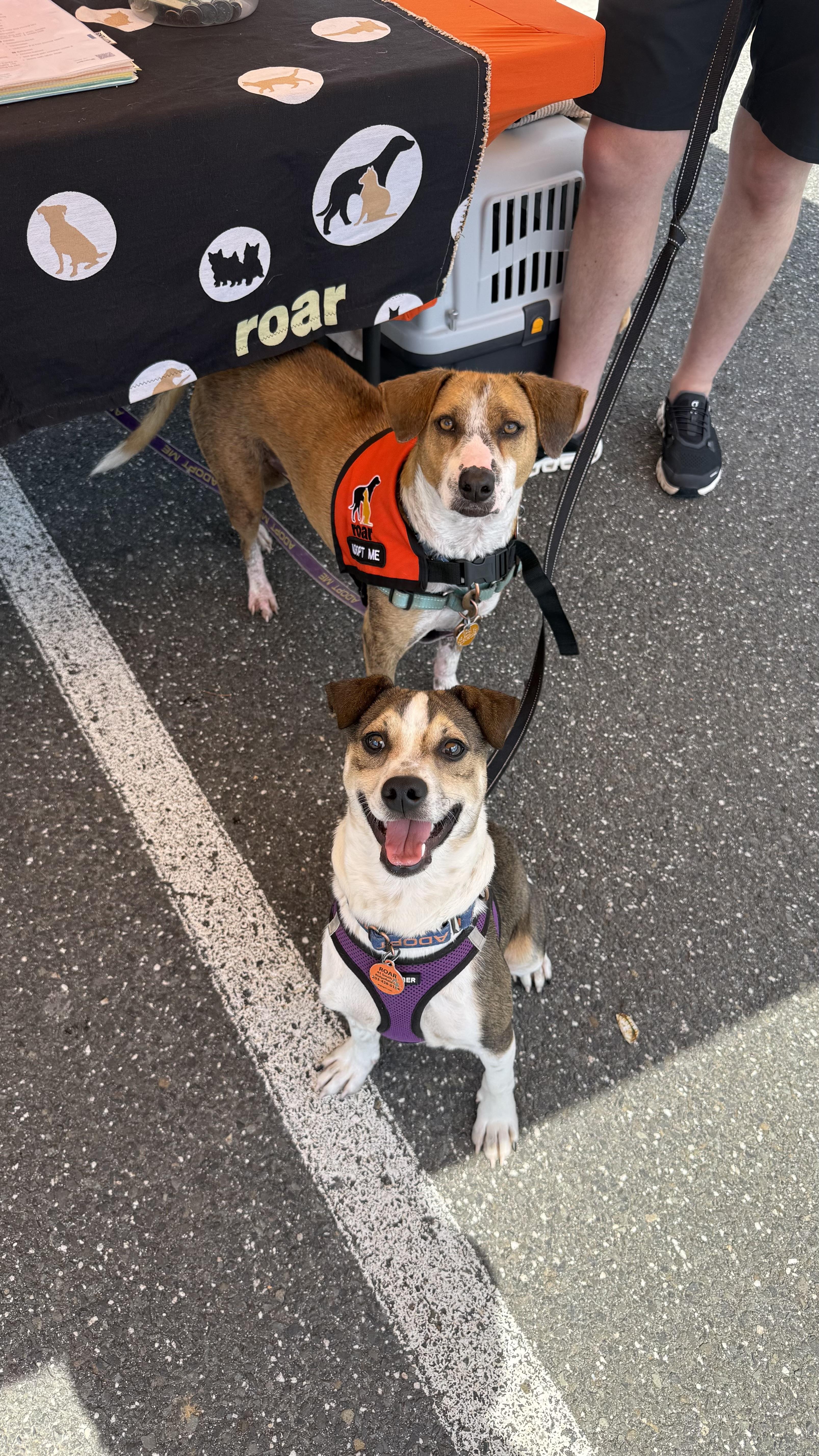 Enlarge Smiley, an adoptable Mixed Breed in Ridgefield, CT image 6/6