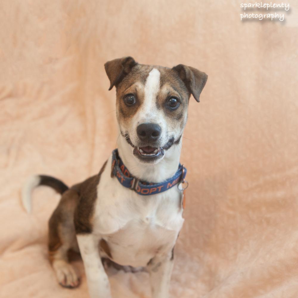 Smiley, adoptable, Puppy Male Mixed Breed.