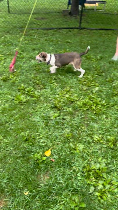 Enlarge Smiley, a Adoptable Mixed Breed in Ridgefield, CT video 5/6