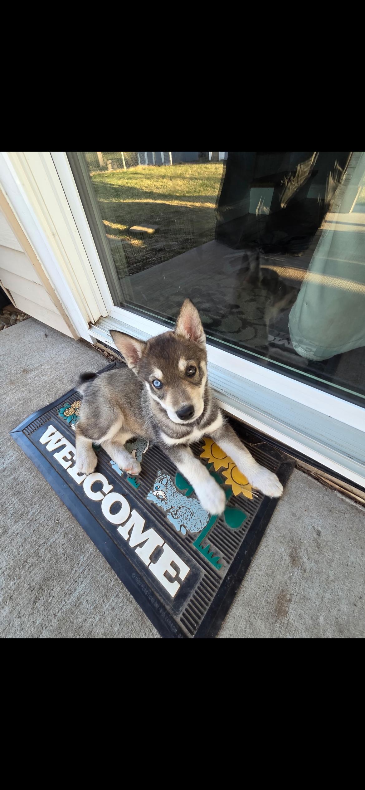 Enlarge Skye, a Adoptable mixed breed in Omaha, NE image 2/6