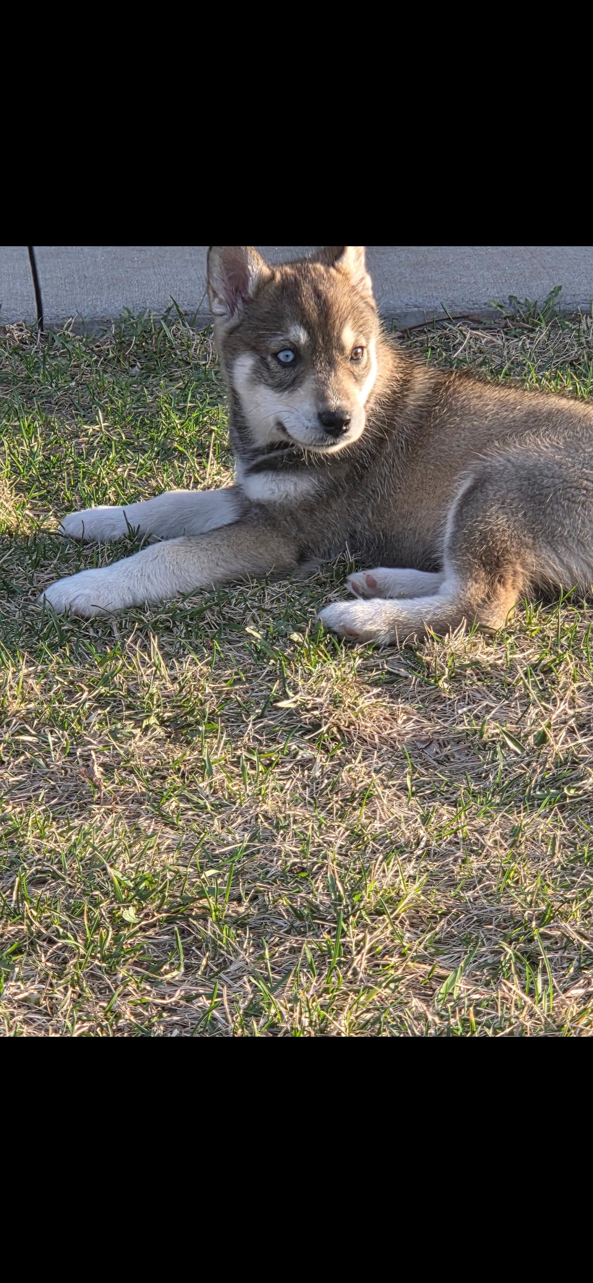 Enlarge Skye, a Adoptable mixed breed in Omaha, NE image 4/6