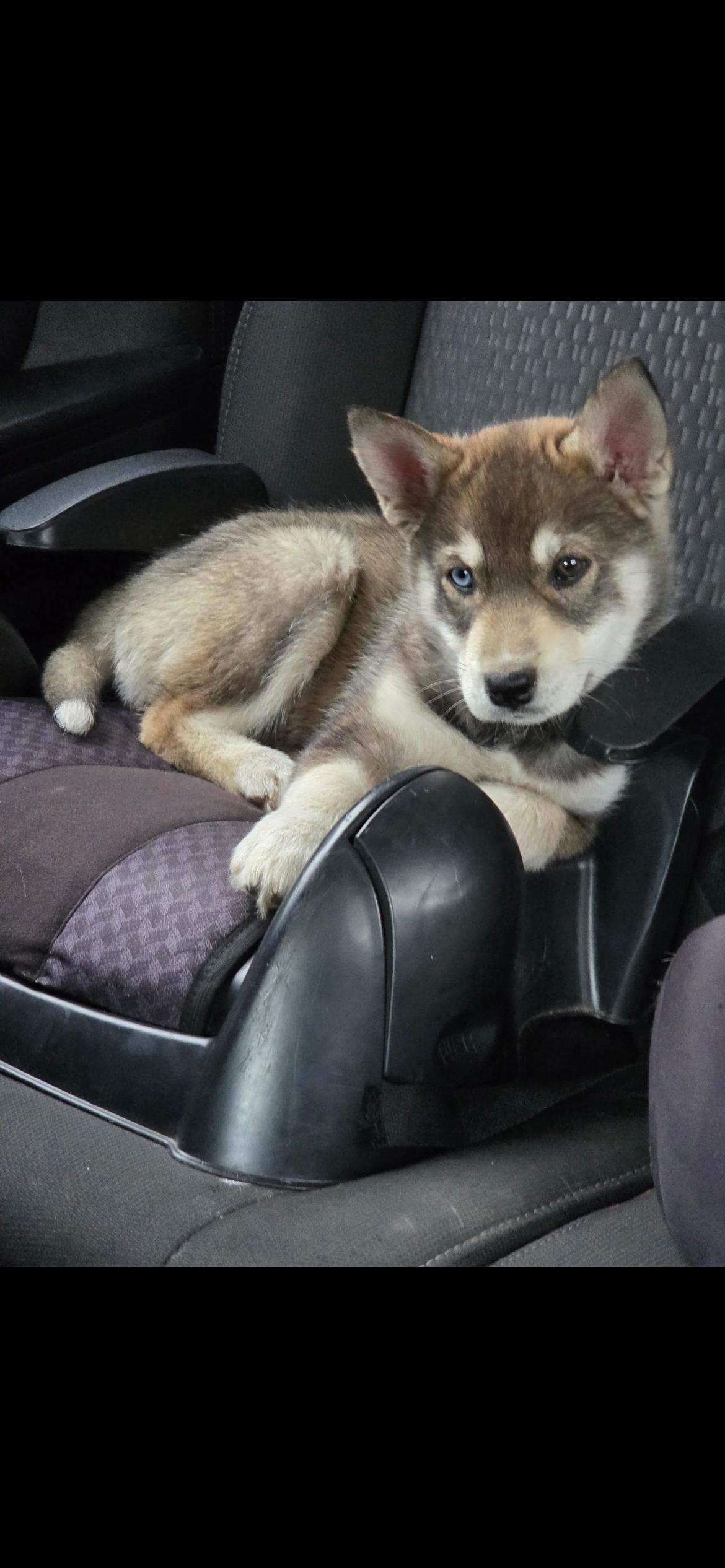 Enlarge Skye, a Adoptable mixed breed in Omaha, NE image 3/6