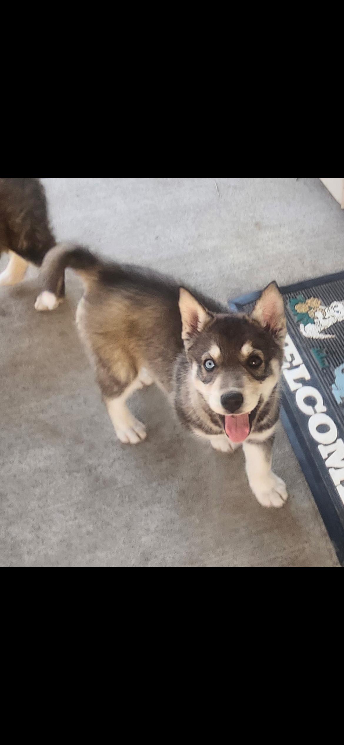 Skye, Adoptable, Puppy Female Husky & Shepherd.