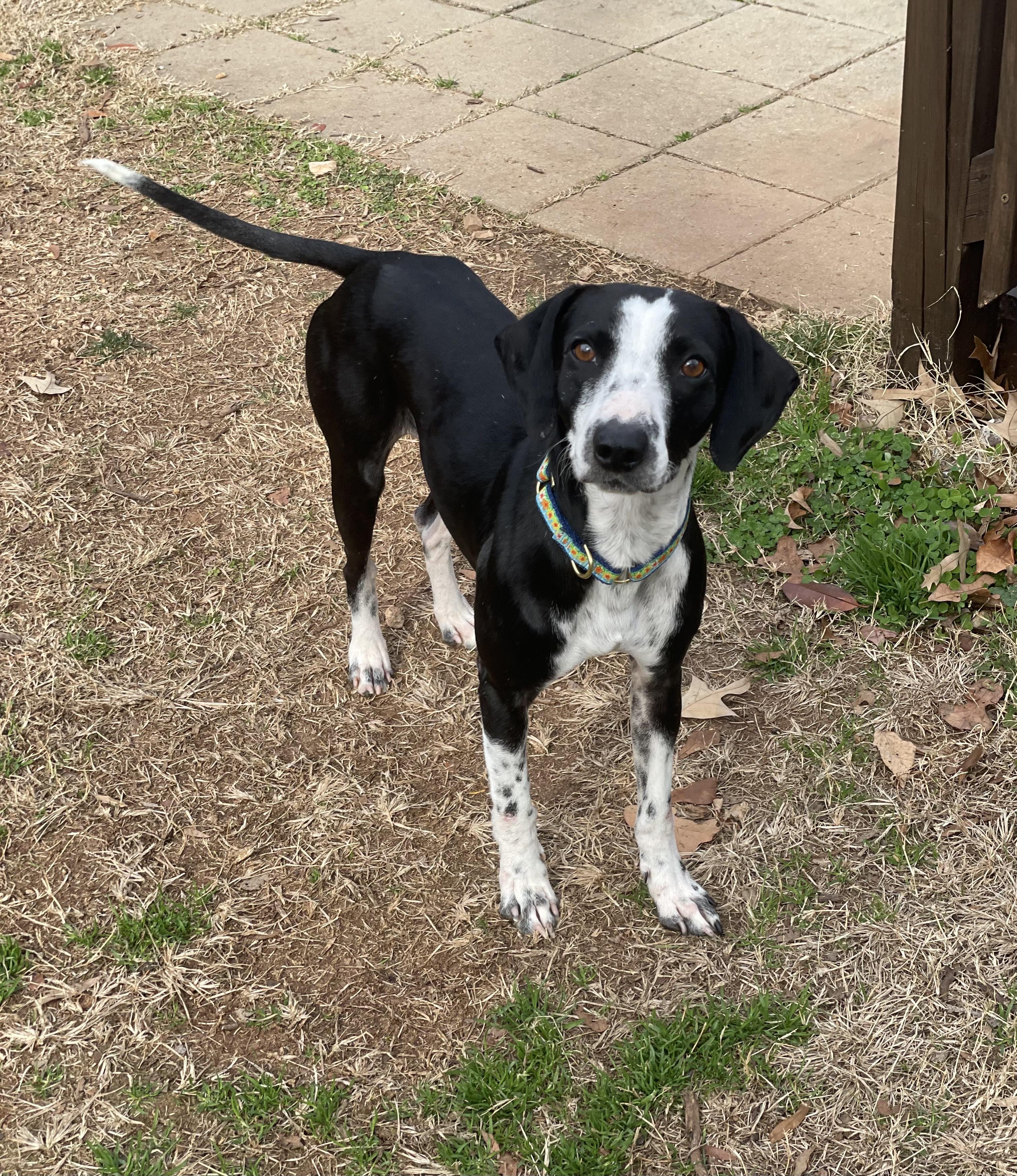 Turkey, ADOPTABLE, Adult Male Hound.