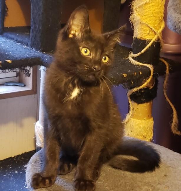 Casteil, ADOPTABLE, Kitten Male Domestic Short Hair.