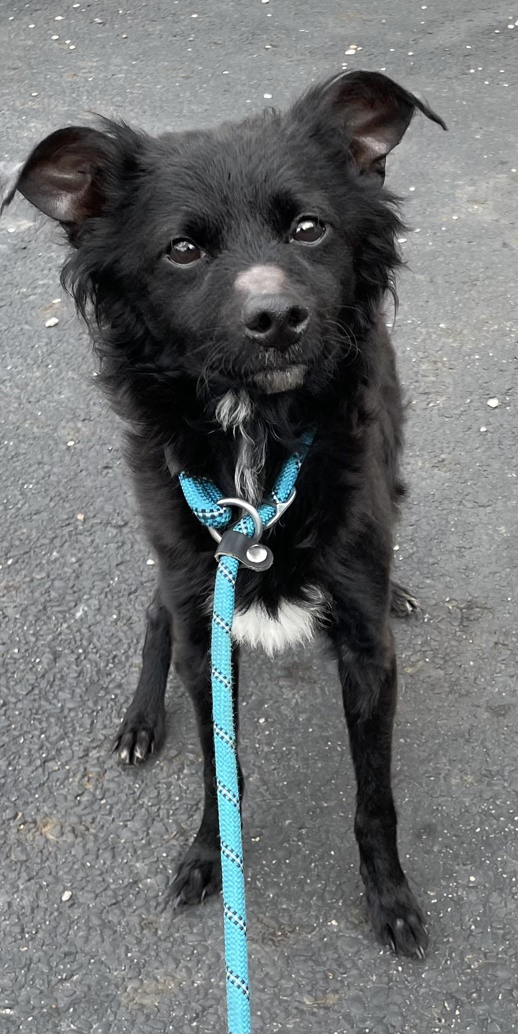 Riley ADOPTED, adopted, Young Male Terrier.