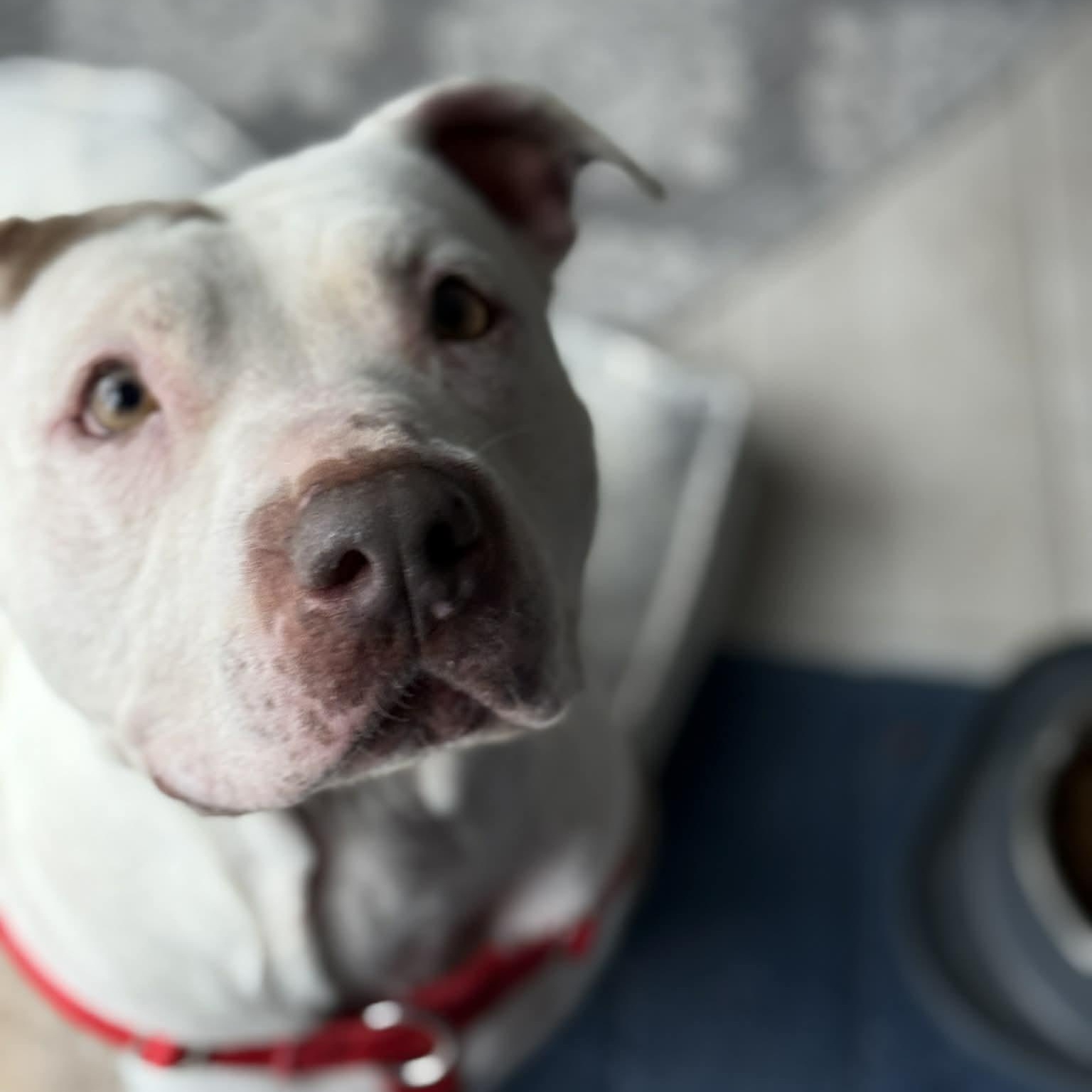 Cami, ADOPTABLE, Adult Female Pit Bull Terrier.