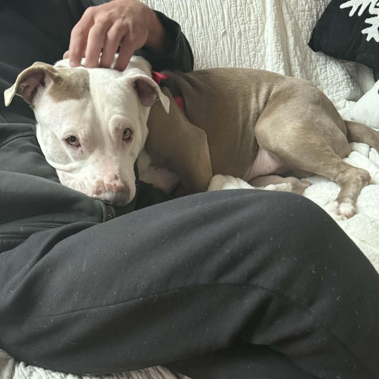 Cami, a ADOPTABLE Pit Bull Terrier in Peotone, IL image 3/5