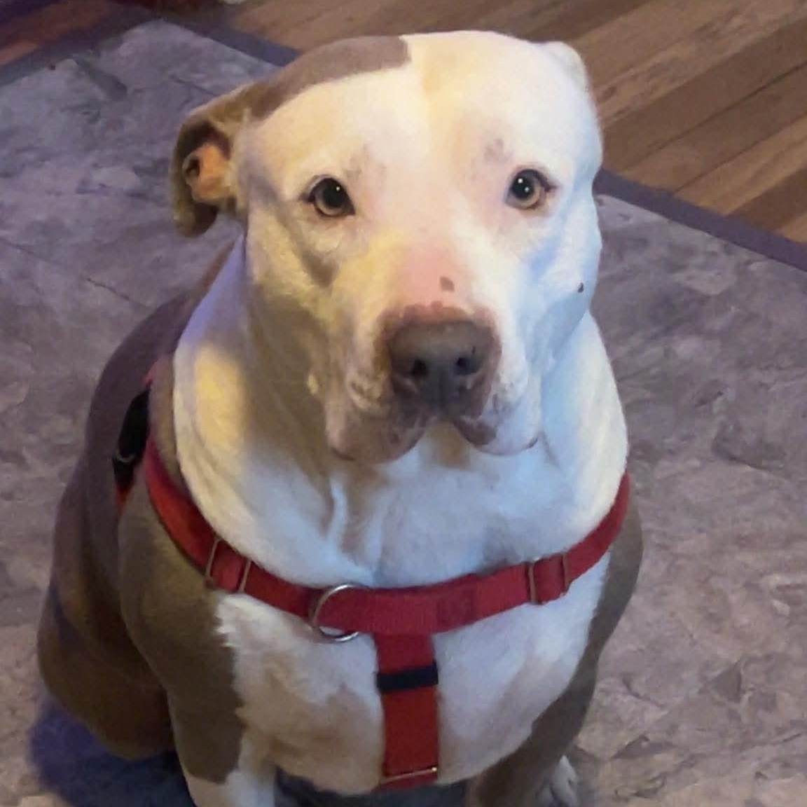 Cami, a ADOPTABLE Pit Bull Terrier in Peotone, IL image 2/5