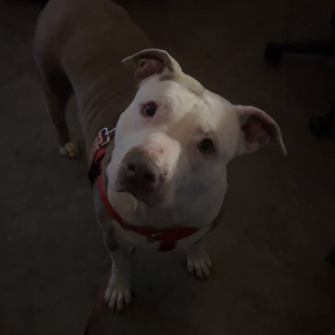 Cami, a ADOPTABLE Pit Bull Terrier in Peotone, IL image 4/5