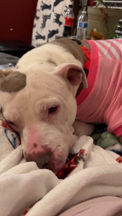 Enlarge Cami, a ADOPTABLE Pit Bull Terrier in Peotone, IL video 5/5