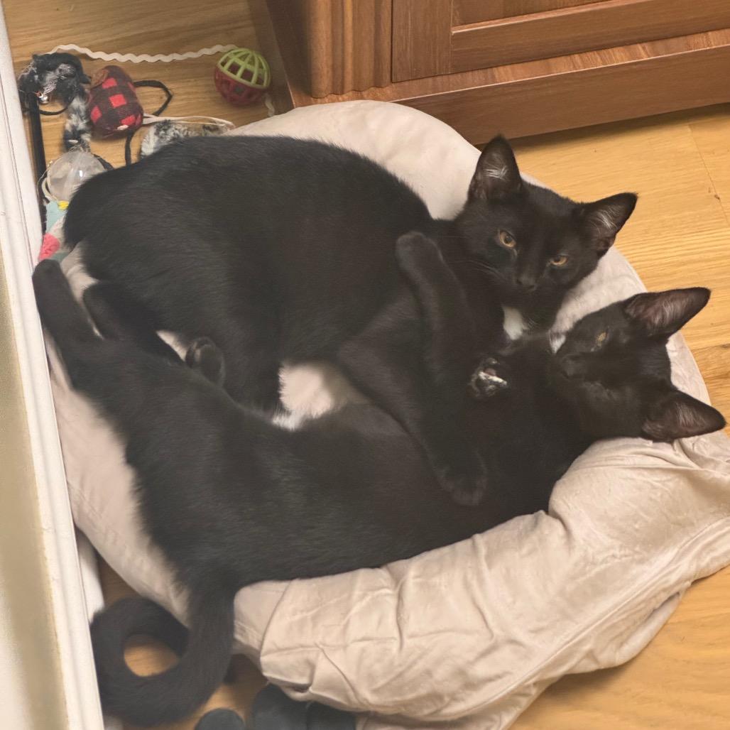 Taquera, Adoptable, Kitten Male Domestic Short Hair.