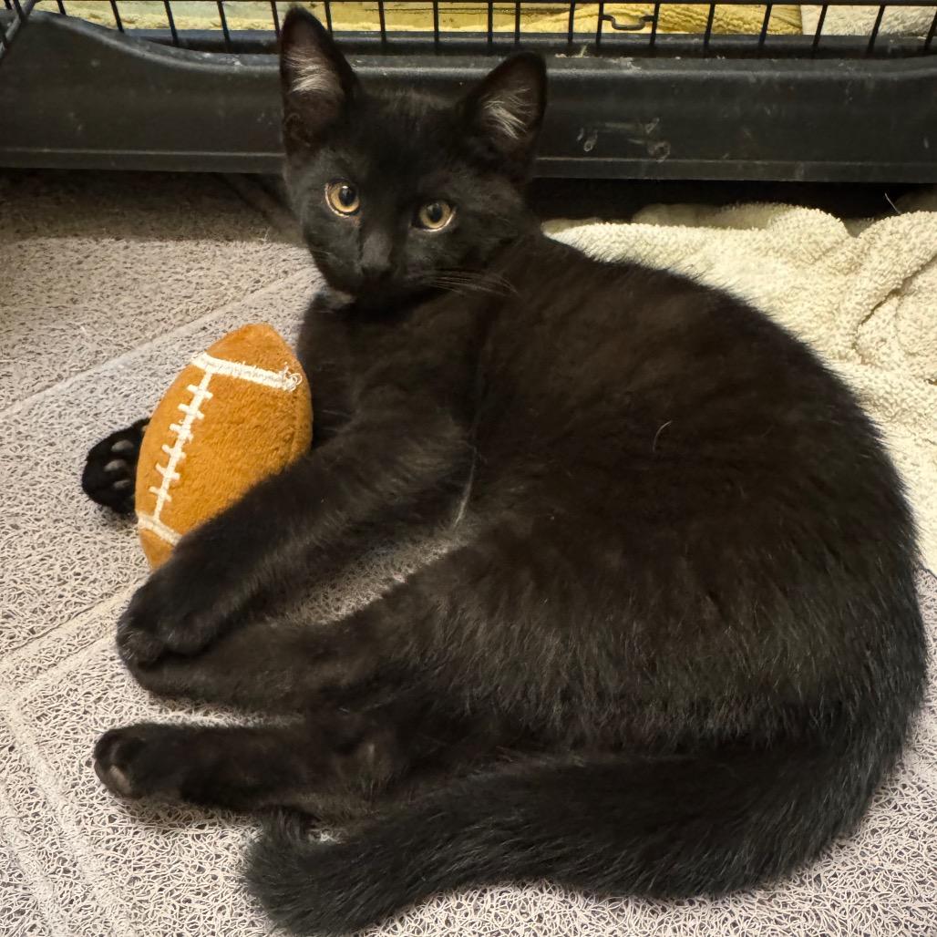Enlarge Taquera, a Adoptable Domestic Short Hair in Columbia Station, OH image 2/6