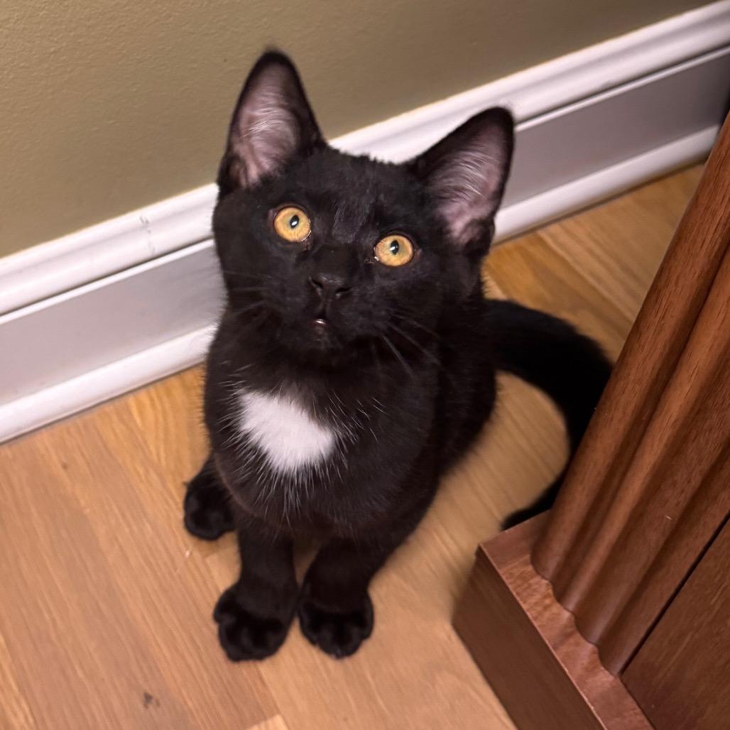 Enlarge Taquera, a Adoptable Domestic Short Hair in Columbia Station, OH image 3/6