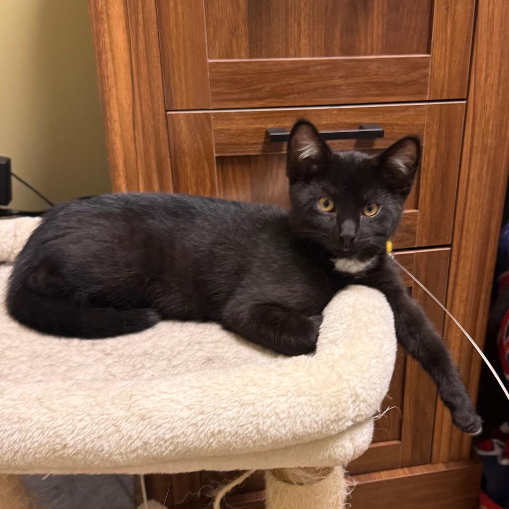 Enlarge Taquera, a Adoptable Domestic Short Hair in Columbia Station, OH image 4/6