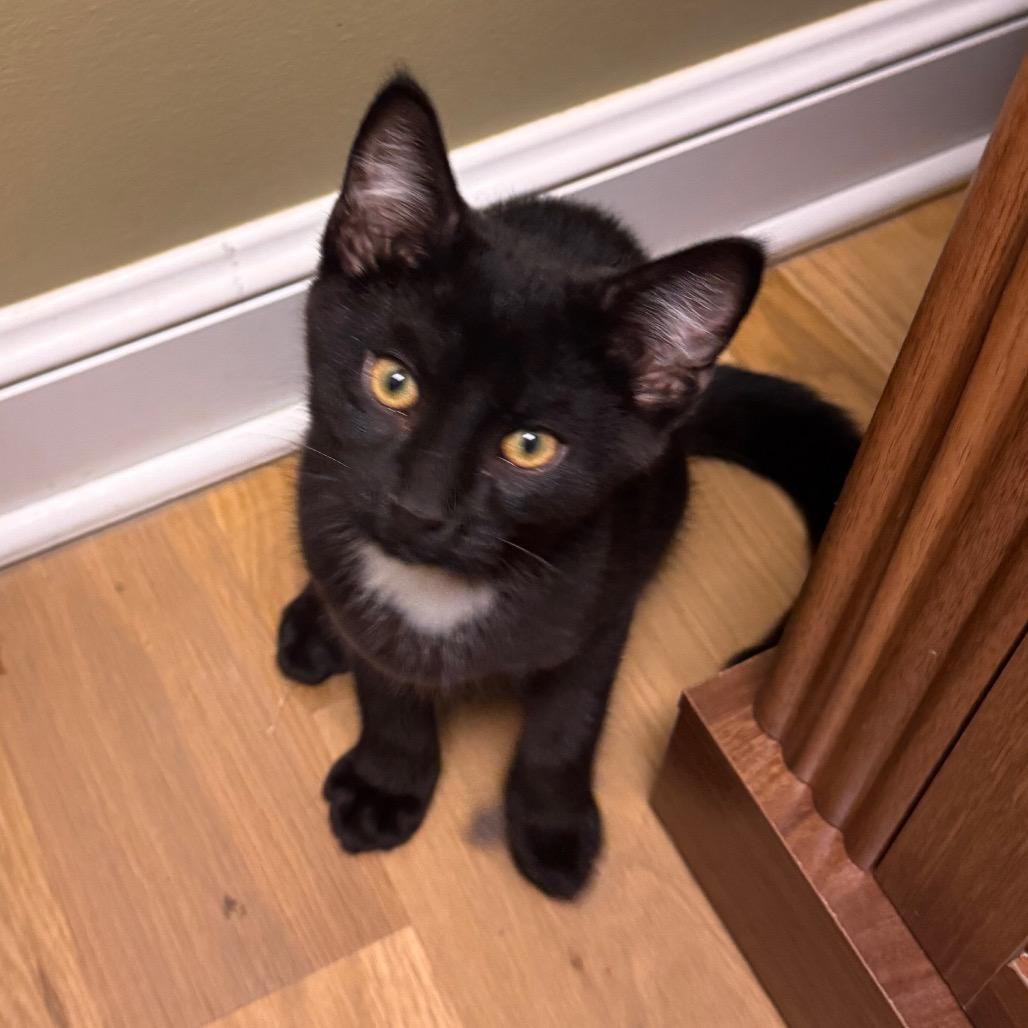 Enlarge Taquera, a Adoptable Domestic Short Hair in Columbia Station, OH image 5/6