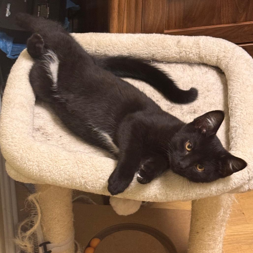 Enlarge Taquera, a Adoptable Domestic Short Hair in Columbia Station, OH image 6/6