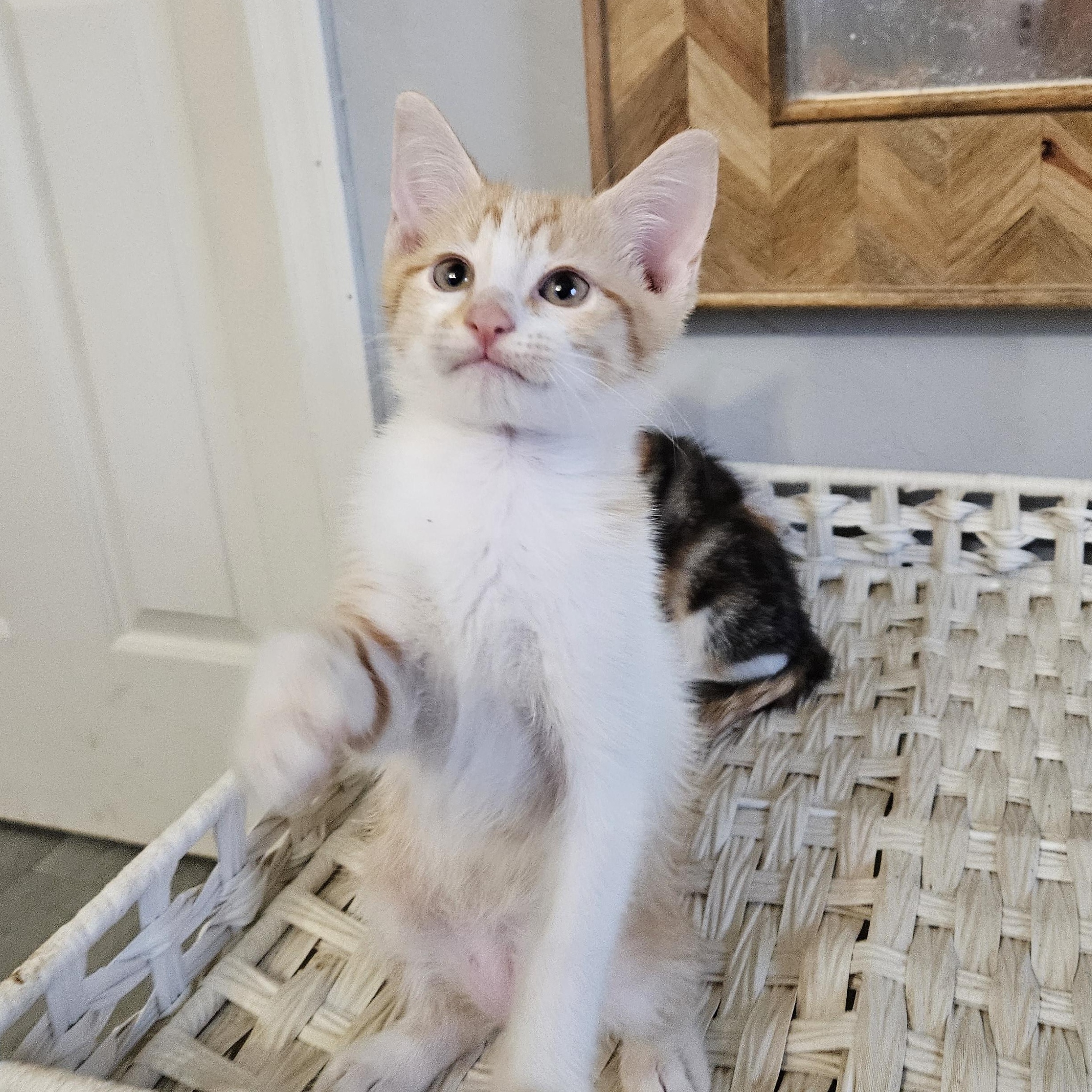 Enlarge Pulp Riot, a ADOPTABLE Tabby in Phoenix, AZ image 3/5