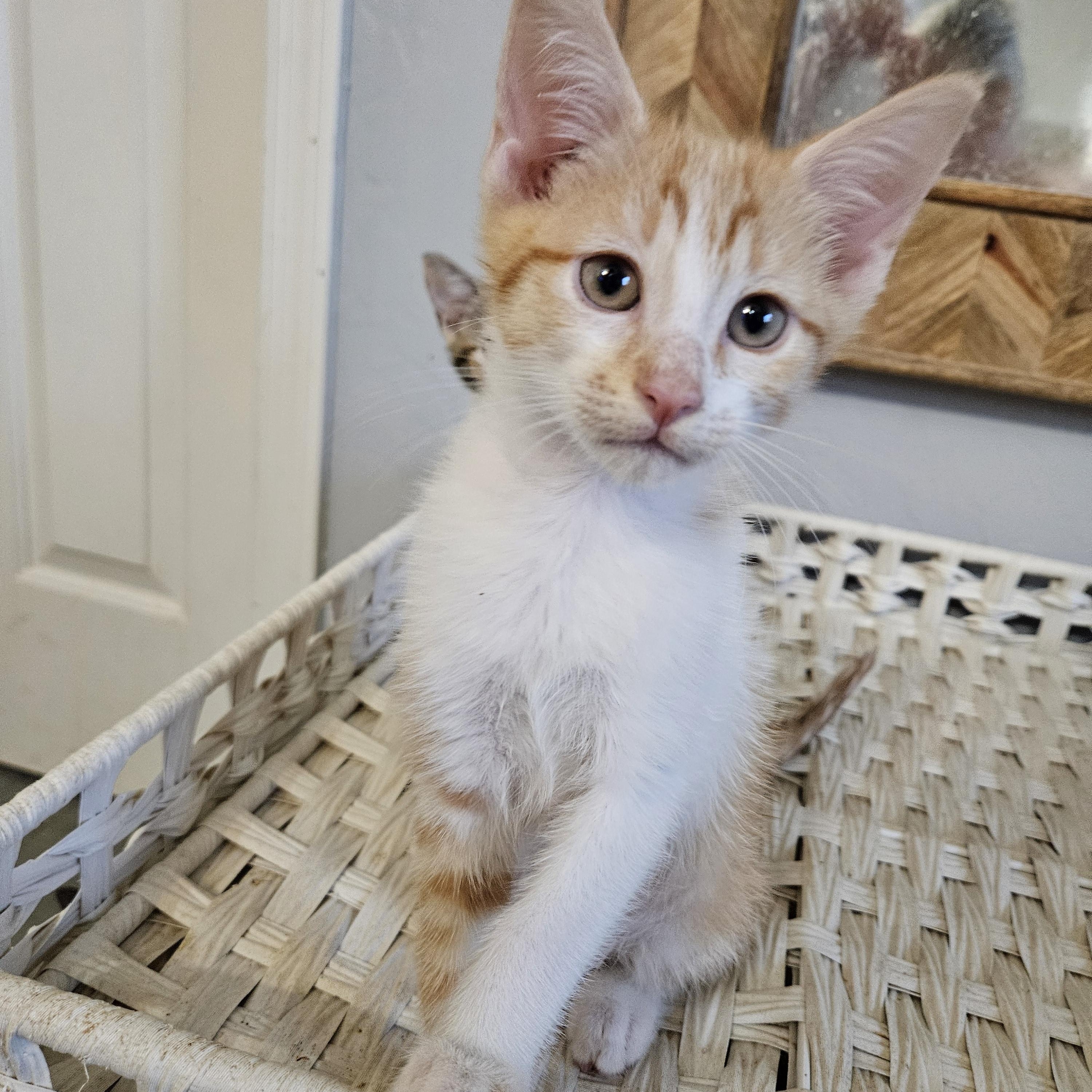 Enlarge Pulp Riot, a ADOPTABLE Tabby in Phoenix, AZ image 2/5
