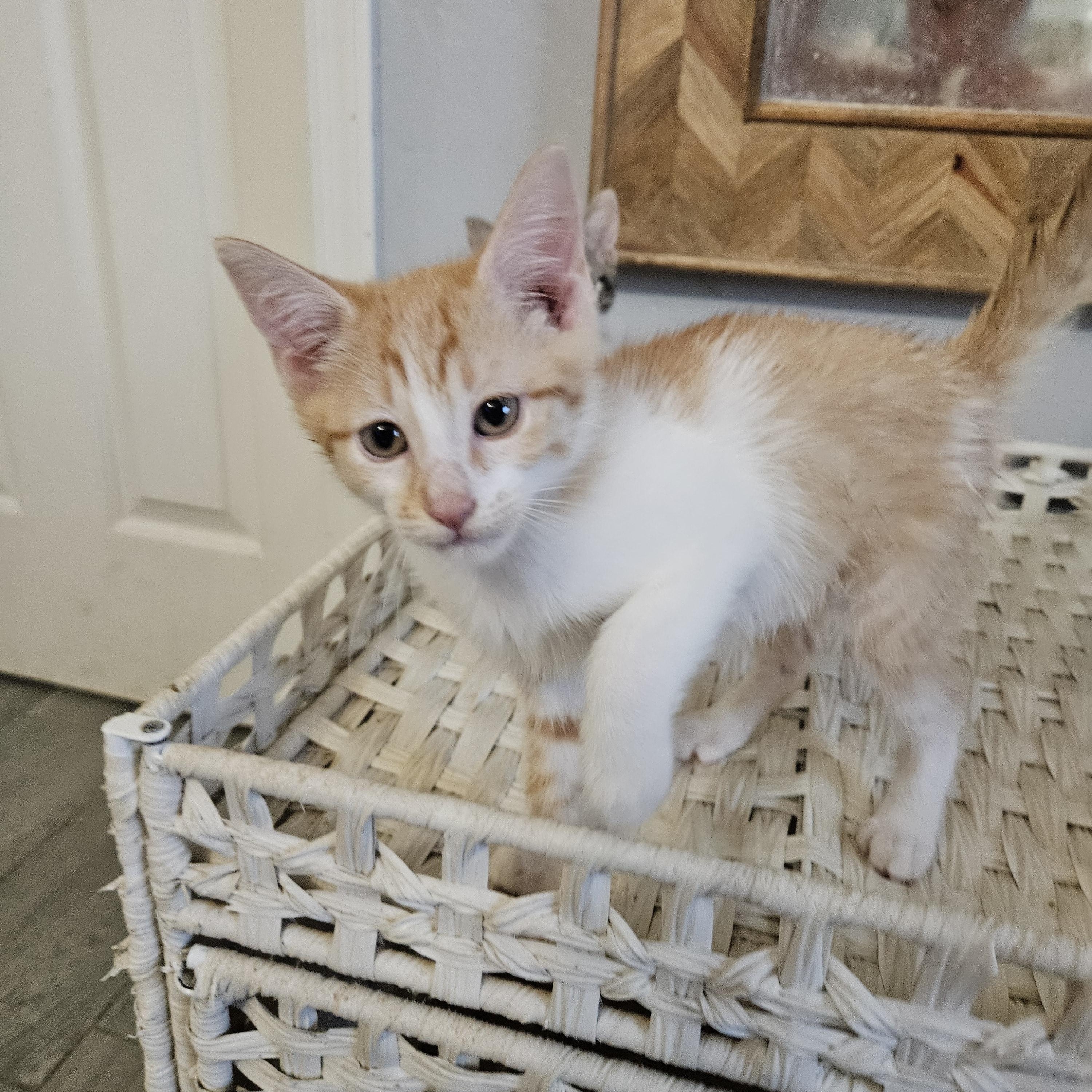 Enlarge Pulp Riot, a ADOPTABLE Tabby in Phoenix, AZ image 5/5