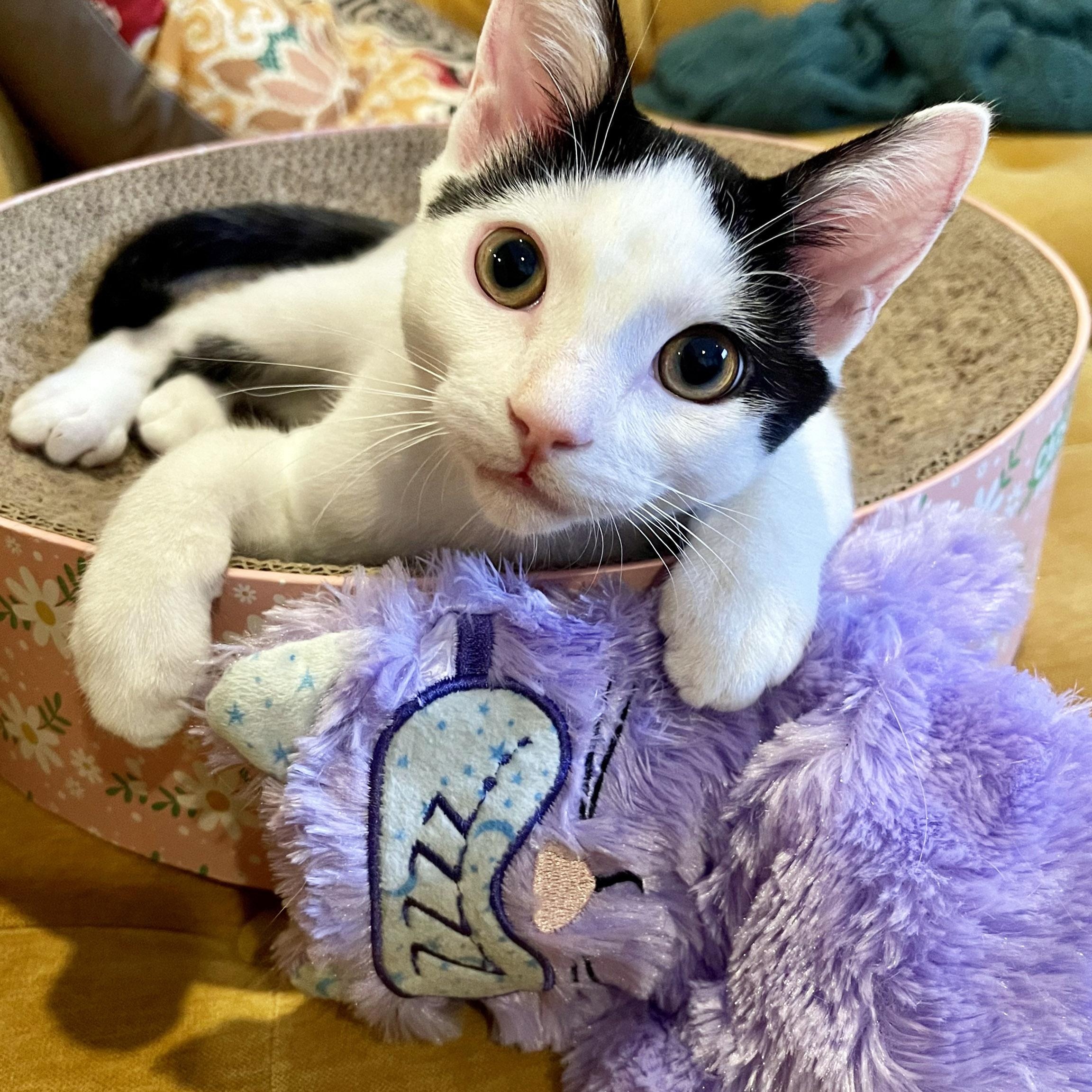 Enlarge Ira, an adopted mixed breed in Chicago, IL image 1/6