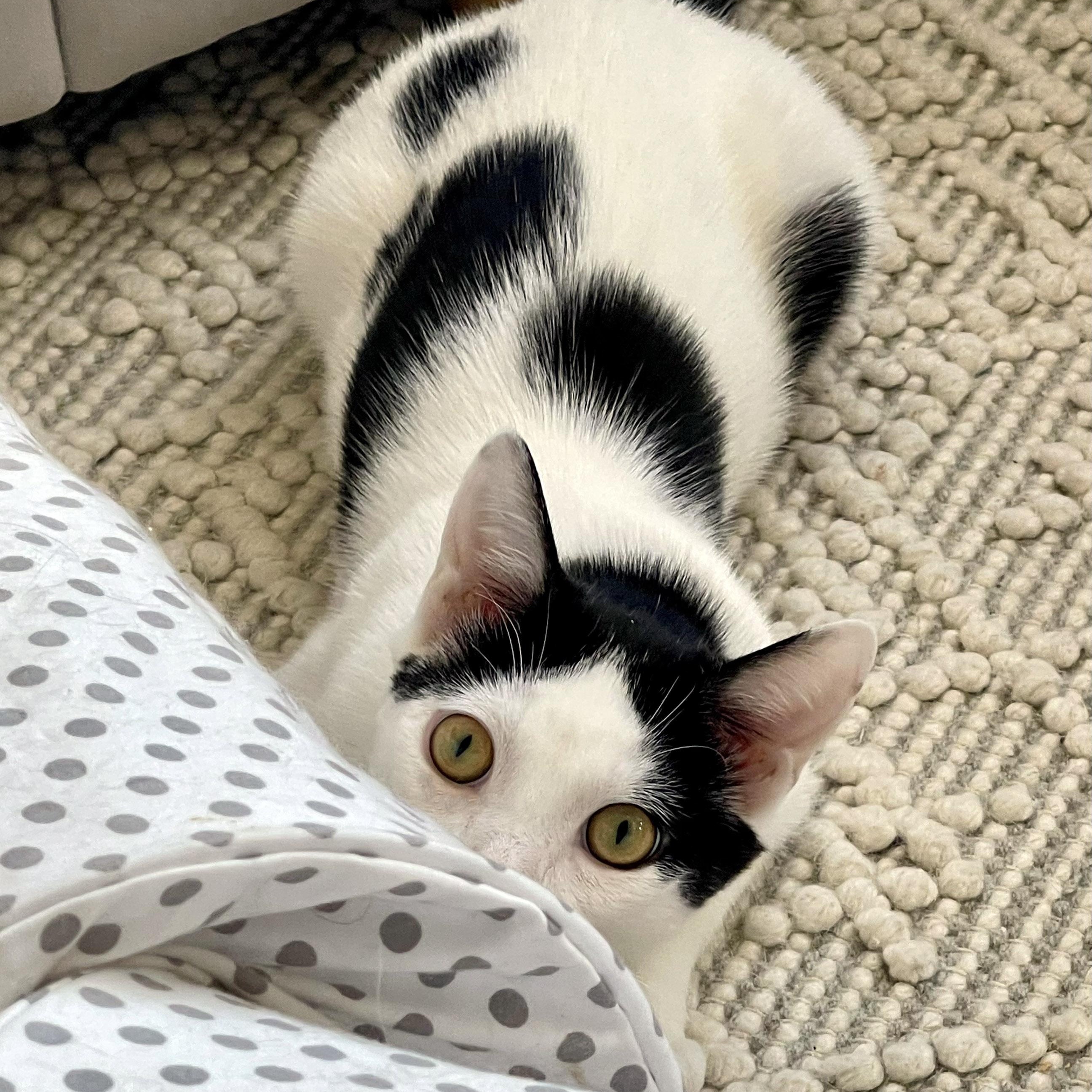 Enlarge Ira, an adopted mixed breed in Chicago, IL image 4/6