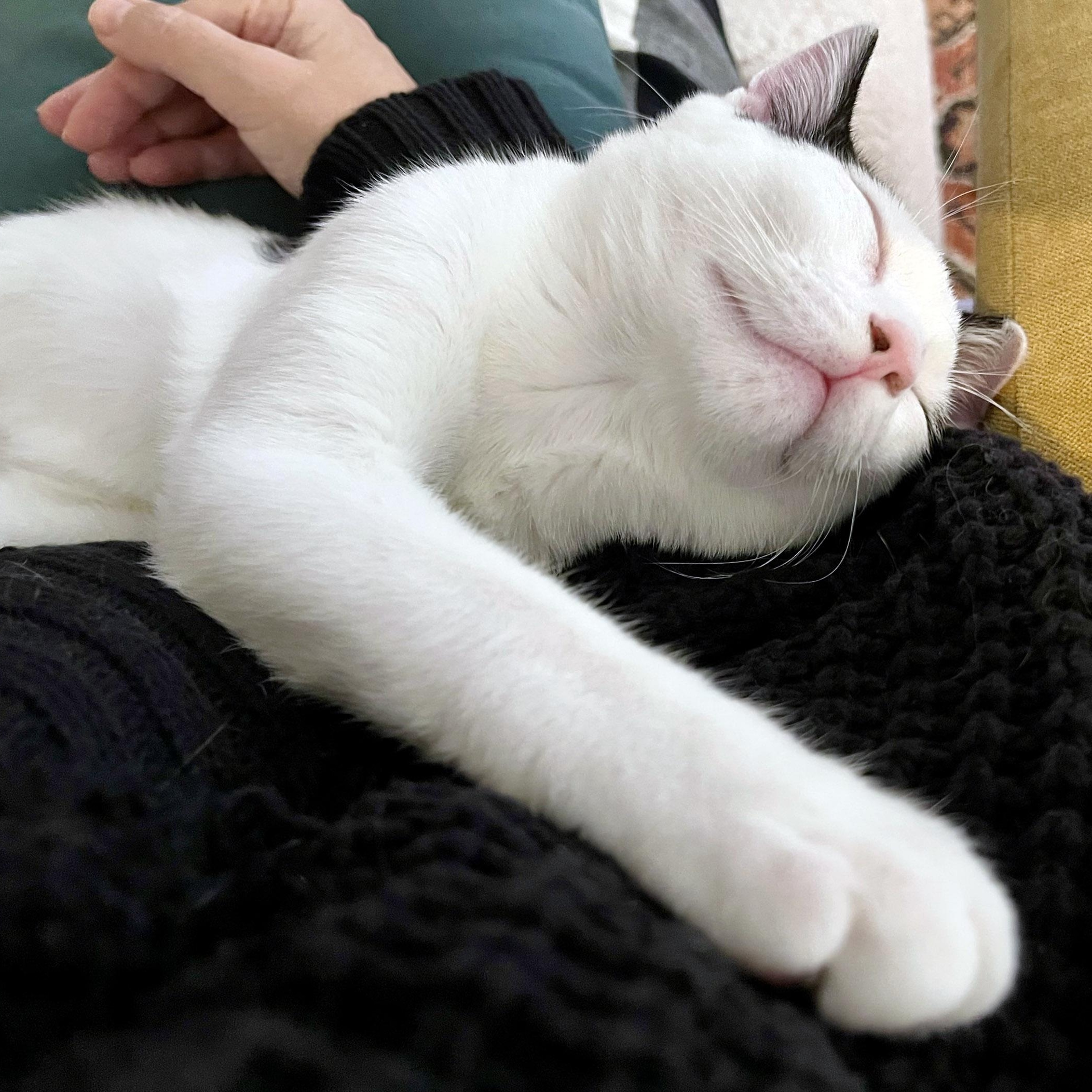 Enlarge Ira, an adopted mixed breed in Chicago, IL image 2/6