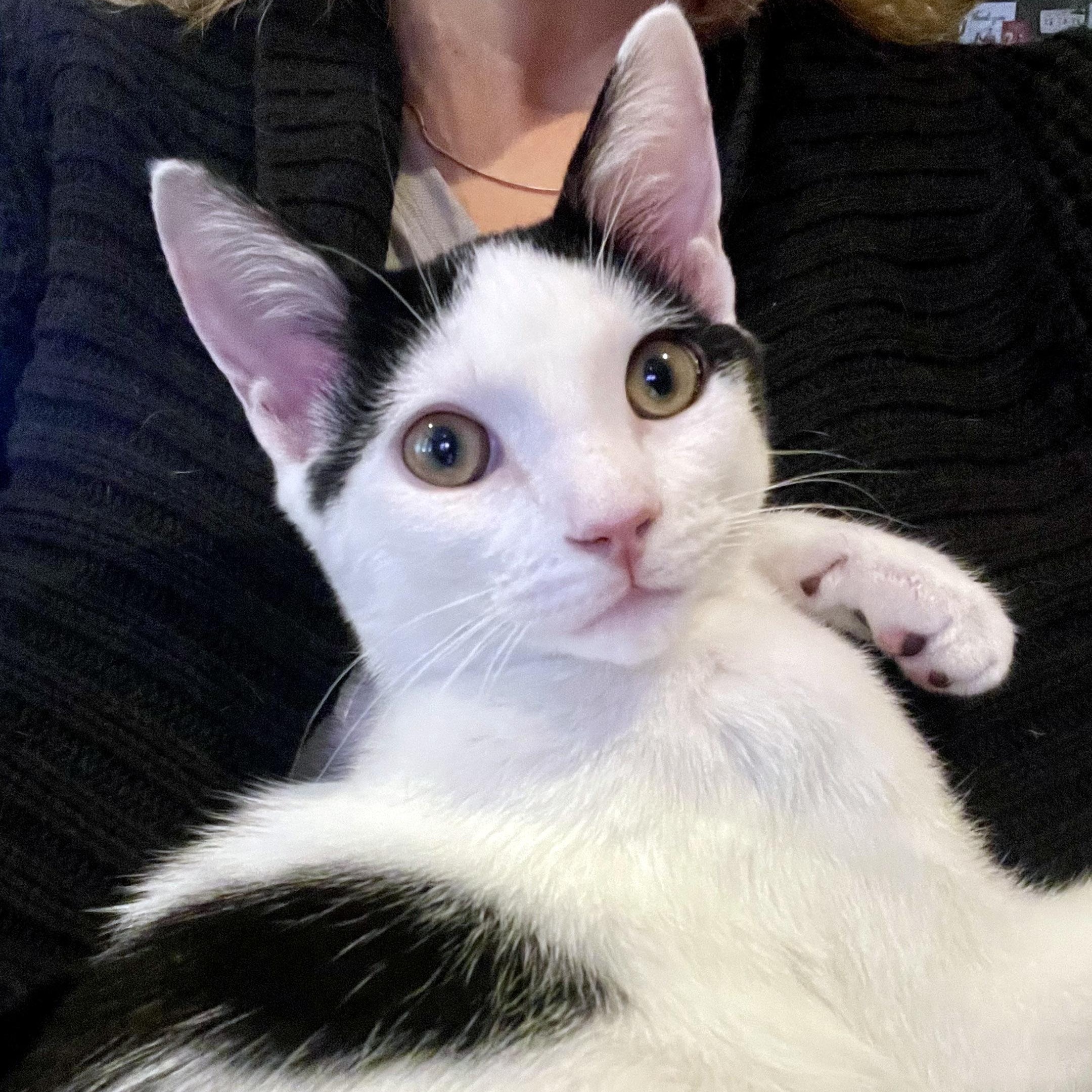 Enlarge Ira, an adopted mixed breed in Chicago, IL image 3/6