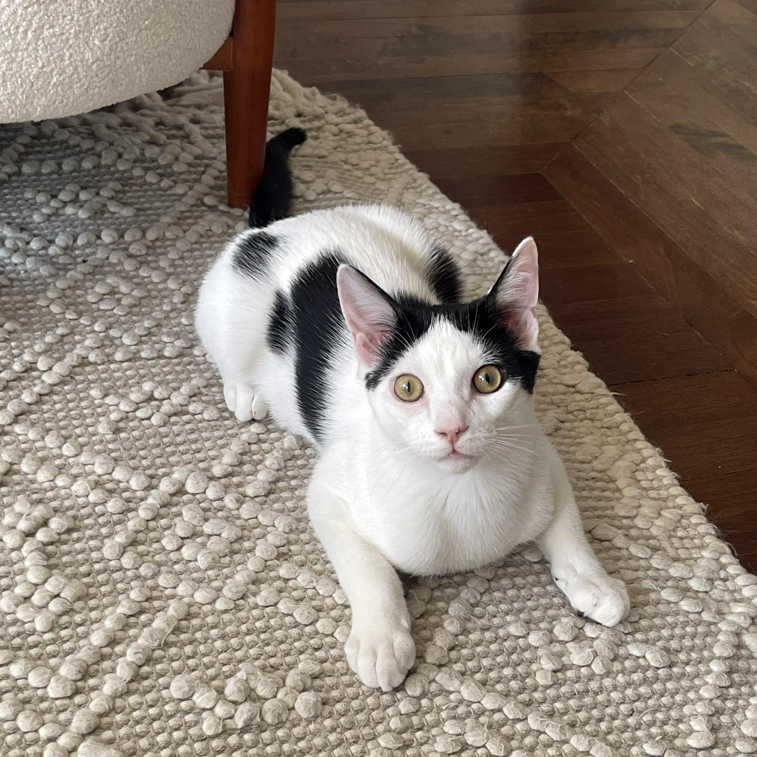 Enlarge Ira, an adopted mixed breed in Chicago, IL image 5/6