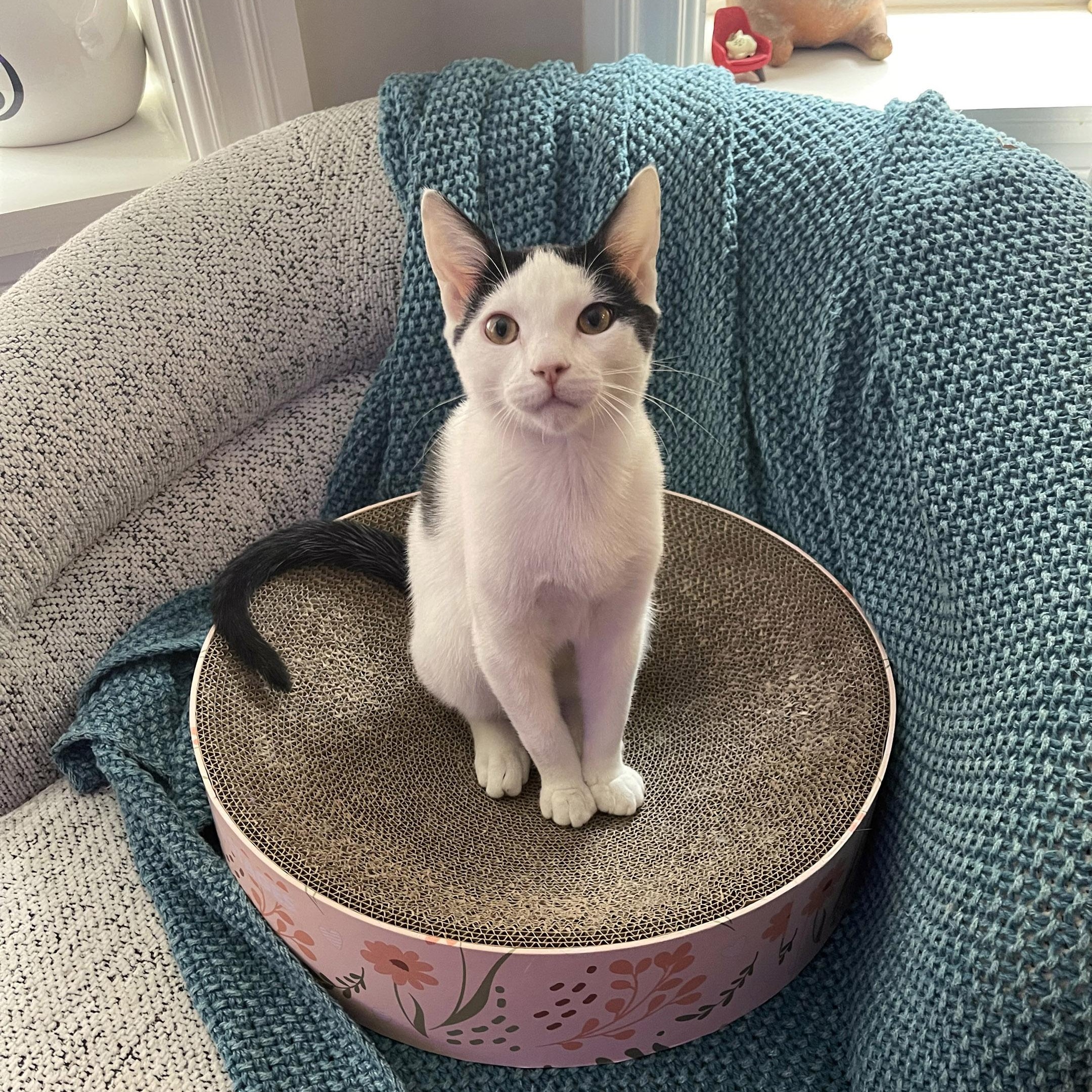 Enlarge Ira, an adopted mixed breed in Chicago, IL image 6/6