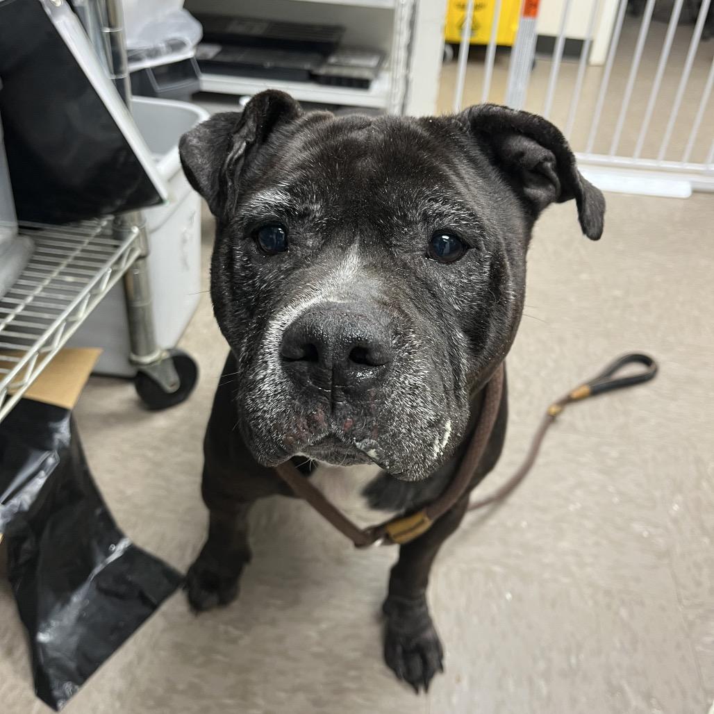 Ms. Piggy, Adoptable, Senior Female Staffordshire Bull Terrier.