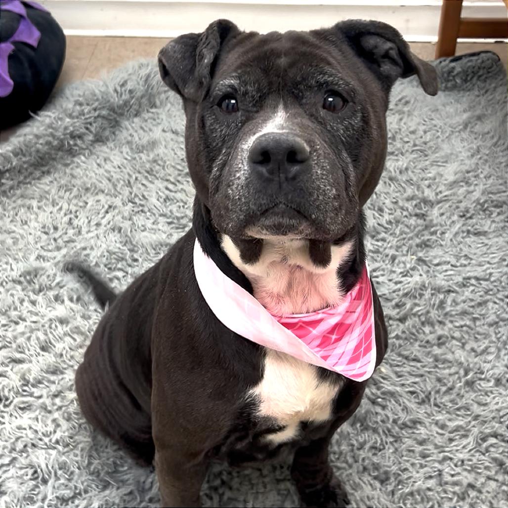 Ms. Piggy — thumbnail 2