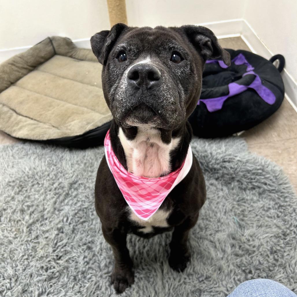 Ms. Piggy — thumbnail 3