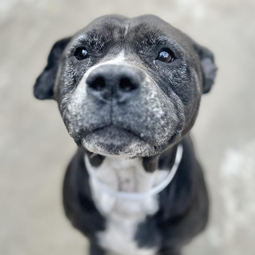 Ms. Piggy — thumbnail 4