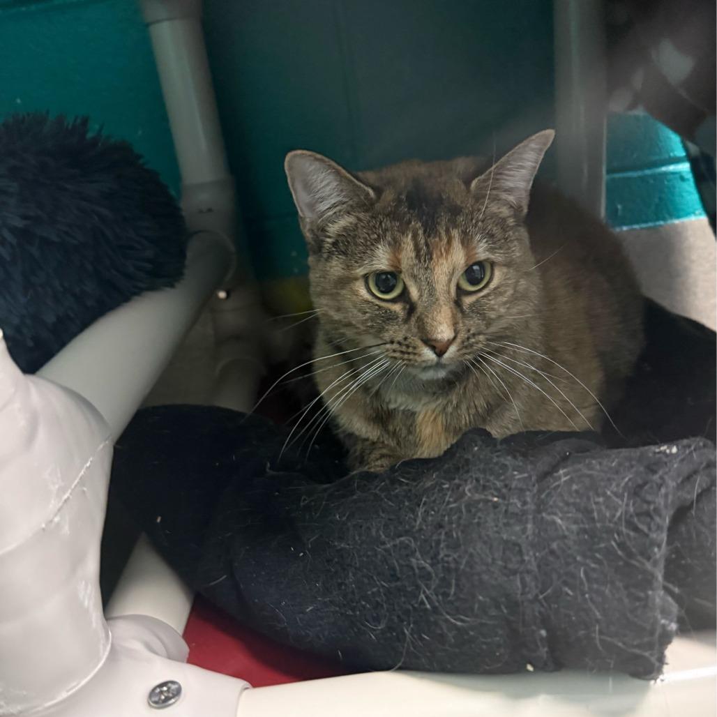 Fannie, Adoptable, Adult Female Domestic Short Hair.