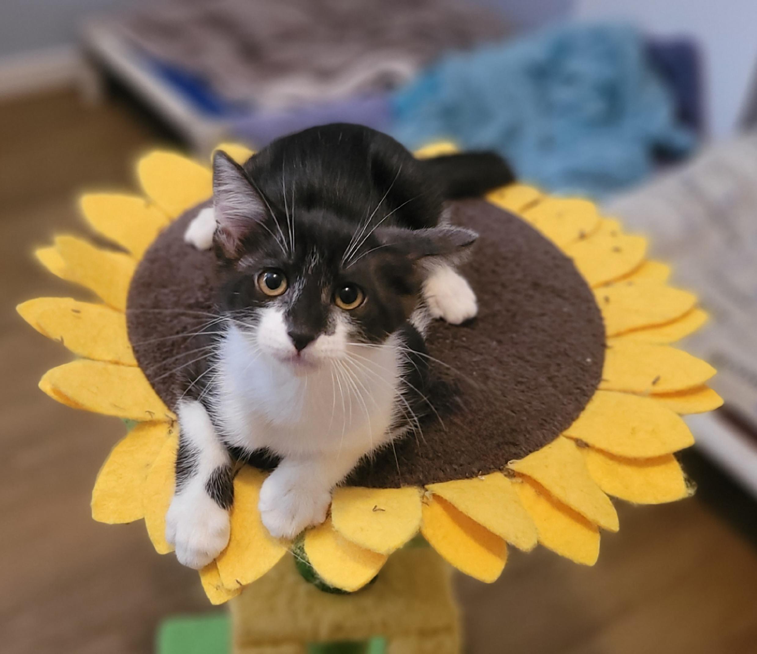 Enlarge Batman aka BOB, a Adopted Domestic Short Hair in Vancouver, BC image 1/2