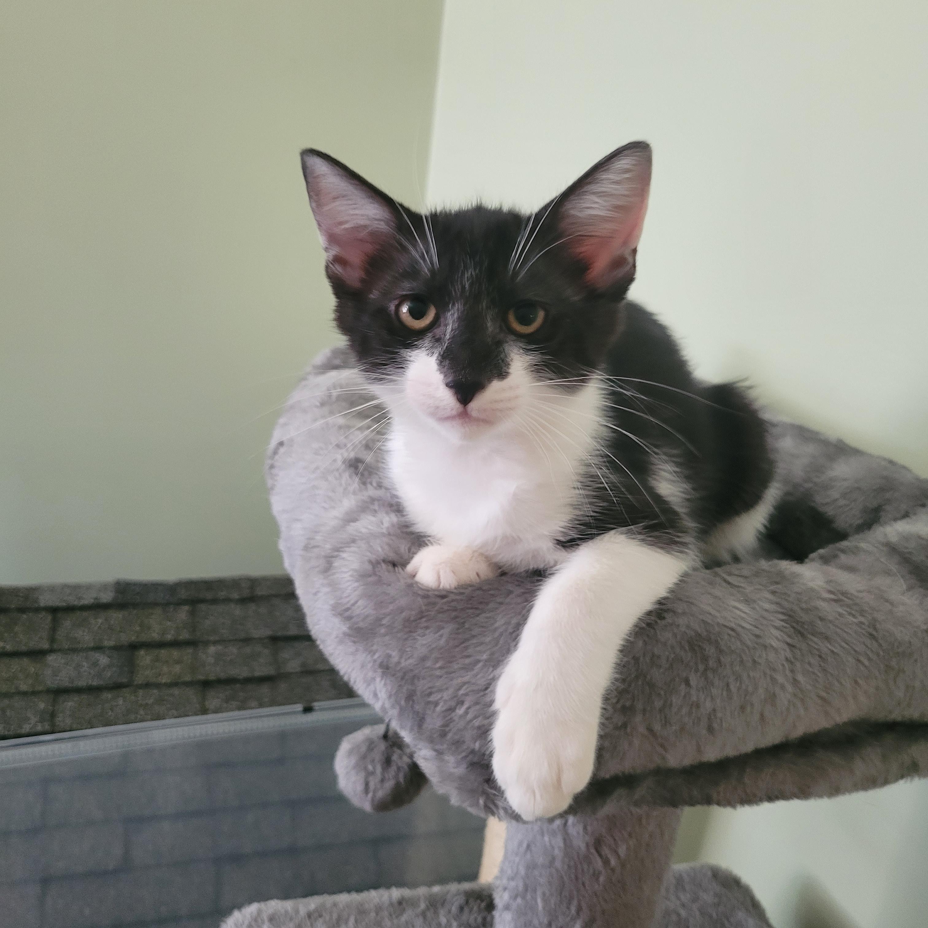 Enlarge Batman aka BOB, a Adopted Domestic Short Hair in Vancouver, BC image 2/2