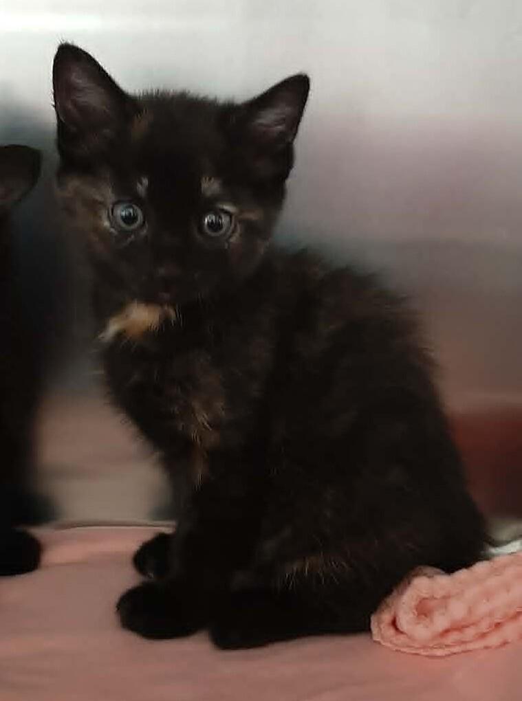 Minnie, Adoptable, Kitten Female Domestic Short Hair.