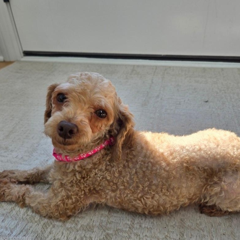 Enlarge Pippa, a ADOPTABLE Poodle (Toy) in Maumee, OH image 3/4