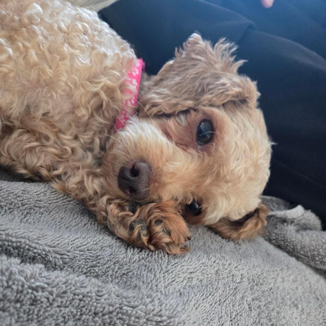 Enlarge Pippa, a ADOPTABLE Poodle (Toy) in Maumee, OH image 4/4