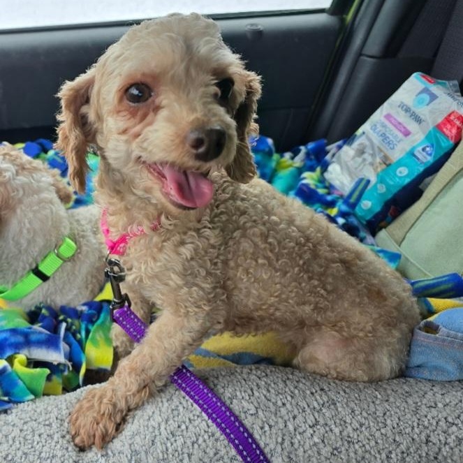 Enlarge Pippa, a ADOPTABLE Poodle (Toy) in Maumee, OH image 1/4