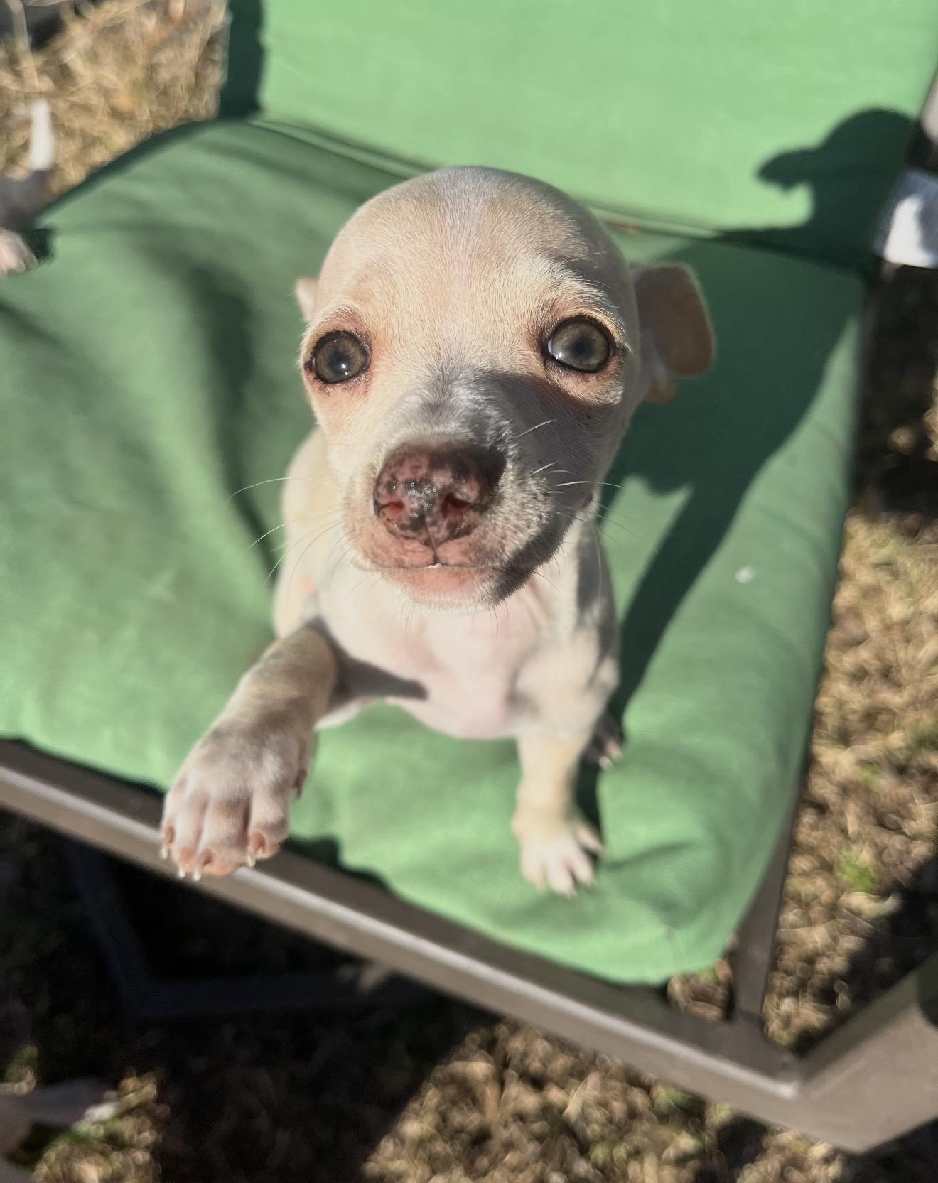 Gourdy, ADOPTABLE, Puppy Male Chihuahua & Chiweenie.