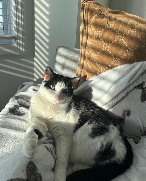 Kiki, Adult Female Domestic Short Hair