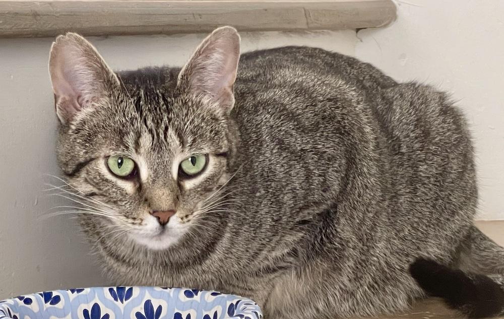 Enlarge Anise, a Adoptable Domestic Short Hair in Chicago, IL image 1/4